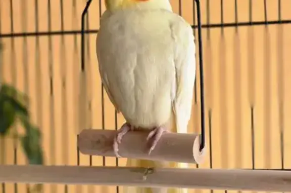 ¡Ave Amarilla Perdida en Alacant!