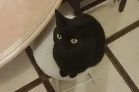 Animaux perdus Lavardac, photo: Chat noir perdu après accident à Lavardac