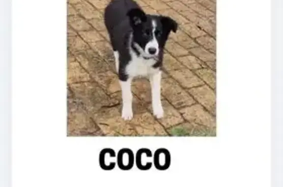 ¡Perro Border Collie Perdido en Galapagar!