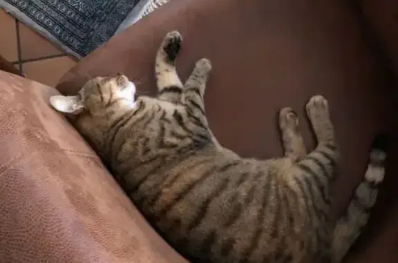 Pépite, chatte grise perdue à St Avé - photo