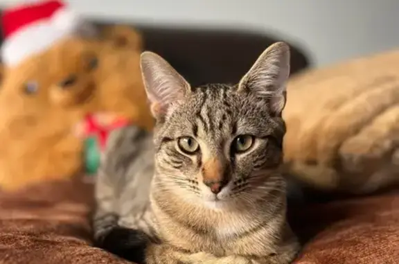 Chaton tigré perdu, Avenue Jean Martouret - photo