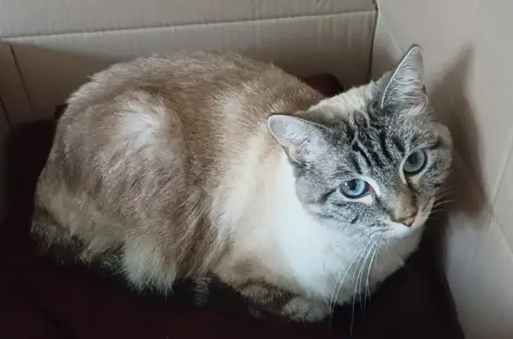 Chatte siamoise perdue à Montagnat - photo
