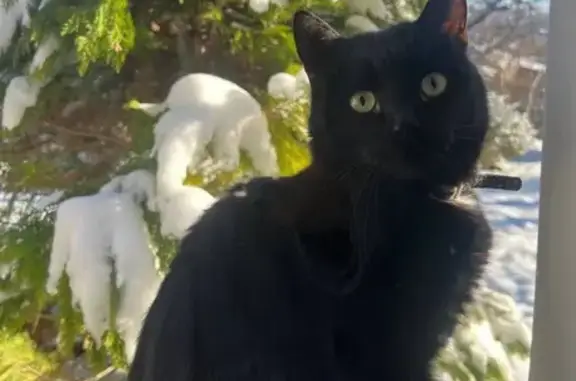 Кішки загублені, Бібрка, фото: Зник кіт Маврик: допоможіть знайти!