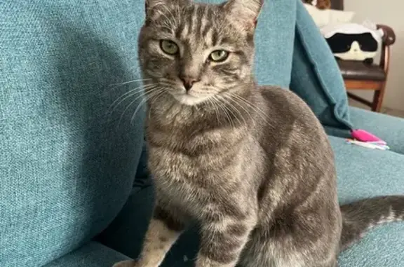 Chat perdu : Willow, 1 an, craintif - photo