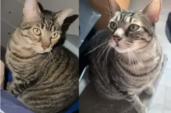 ¡Gato Perdido! Oreja Cortada y Cicatriz