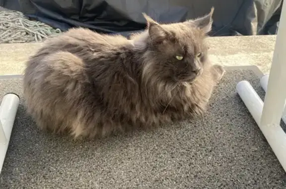 Chat Maine Coon gris perdu en Normandie - photo