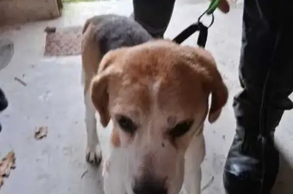 Animaux trouvés , photo: Jeune beagle craintif trouvé à Sainte-Flaive