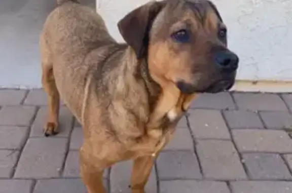Lost Dog: Brown, Short Legs, Marana Area - photo