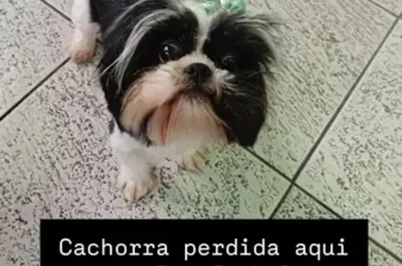 Cachorro encontrado