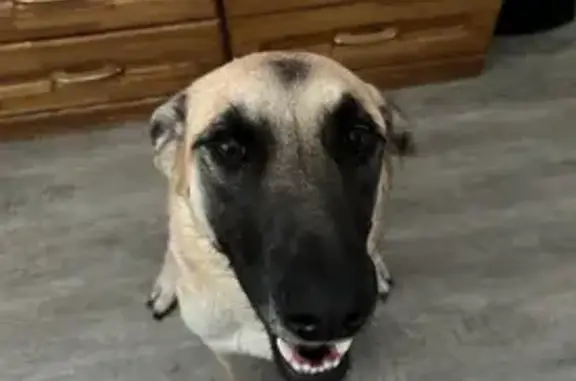 Missing: Sweet Malinois Xena in Queen Creek