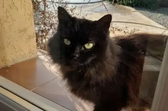 Animaux trouvés , photo: Chat noir yeux verts trouvé en août, Occitanie