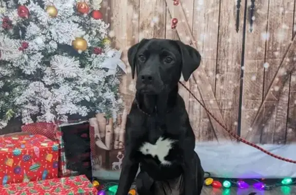 Lost: Skittish Black Lab Mix on Canary Ln