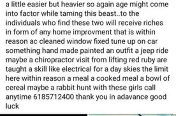 Lost Beagle Spotted in Conant, IL