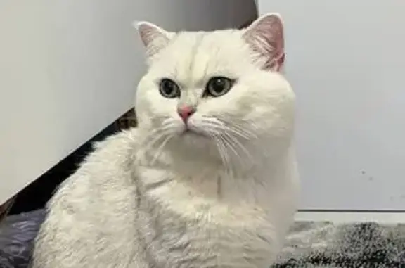 Missing Cat: Simba, White & Silver, Huntington