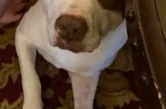 Help Find Molly: Missing in Cordova Area