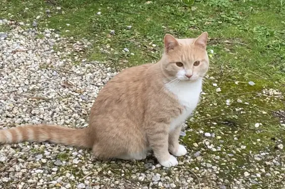 Animaux trouvés Sucé-sur-Erdre, photo: Jeune chat roux trouvé à Sucé-sur-Erdre