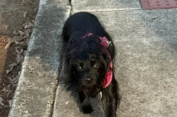 Lost Black Terrier: Pink Collar, Fowler Park