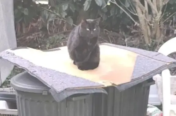 Animaux trouvés Torcy, photo: Chat noir aux yeux verts trouvé à Torcy