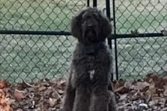 Help Find Bentley: Sweet Poodle Lost