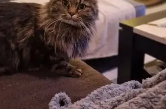 Chatte grise Maine Coon perdue à Ambilly - photo
