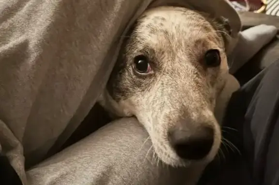 Lost Heeler Mix: Black-Spotted, Forest Hills