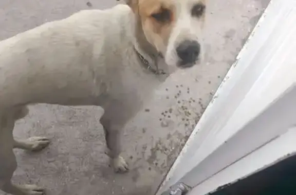 Perro encontrado San Luis Potosi, foto: Perro Grande y Noble con Cadena en Cuello