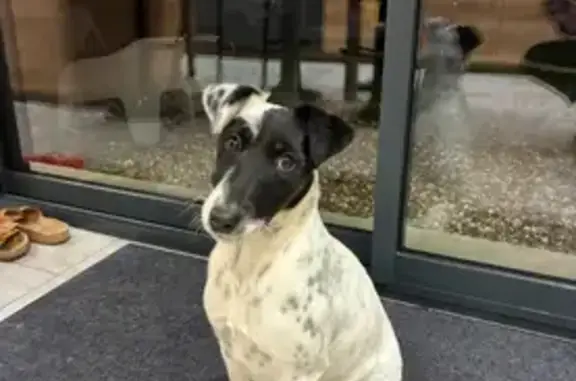 Animaux perdus , photo: Fox terrier 1 an disparue à Therdonne