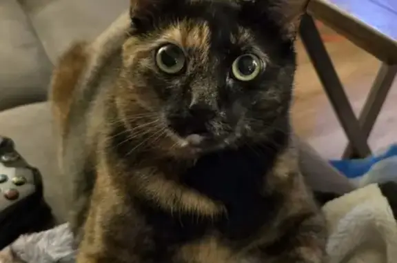 Lost Tortoiseshell Cat in Cortland, NY