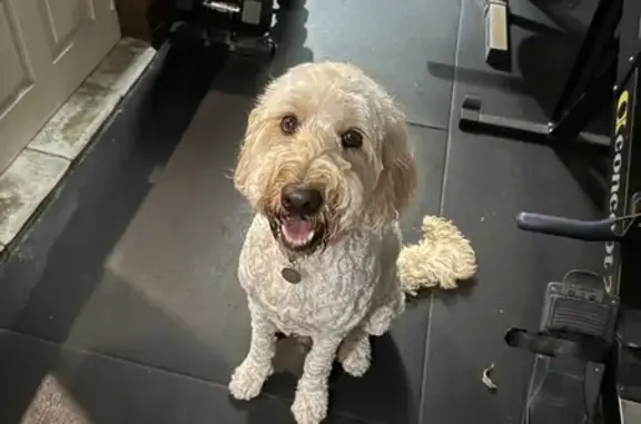 Lost and found pets Australia, photo: Found: Smart, Groomed Dog in Canada Bay