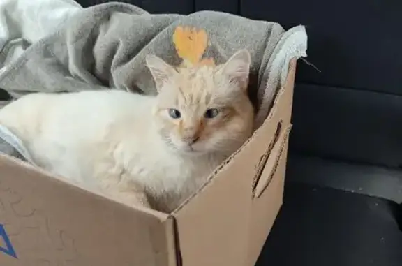 Animaux trouvés Chabeuil, photo: Chat blessé trouvé, clinique Chabeuil