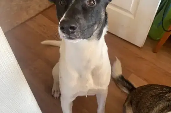 Знайдено собаку Дніпро, фото: Знайдена біло-чорна собака на Литовській