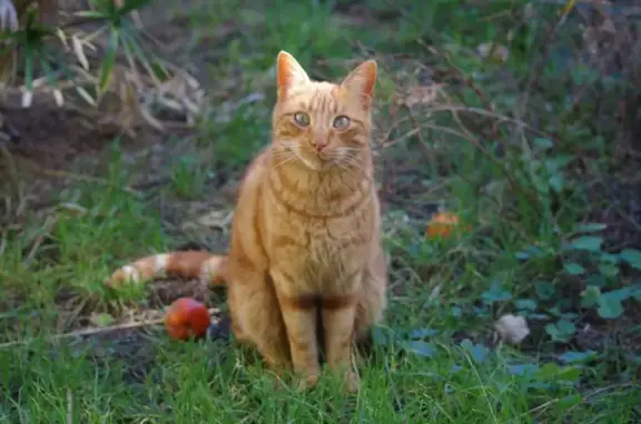 Chat perdu, Saint-Laurent-de-la-Salanque, photo: Chat castré perdu à Saint-Laurent-de-la-Salanque