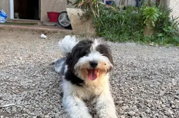 Chien perdu Draguignan, photo : Chien sociable noir et blanc perdu à Draguignan