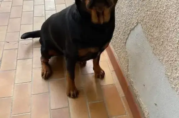 Chiens perdus à Villemur-sur-Tarn - photo
