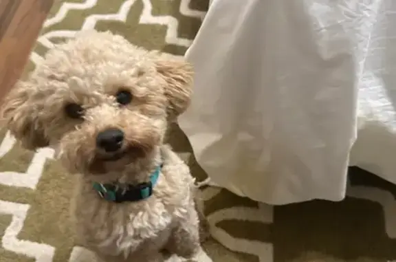 Lost Poodle: Friendly, Cream-Colored Pup