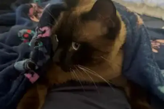 ¡Gato Siamés Perdido en Estepona!