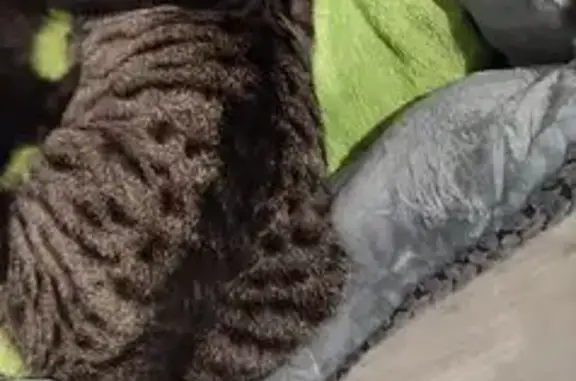 Animaux trouvés Laval, photo: Chat tigré disparu, pucé, Rue des Fourches