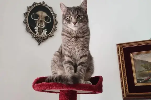 Chat tigré gris-blanc perdu à Rennes - photo
