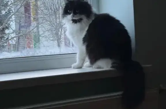 Кішки загублені, Львів, фото: Зникла пухнаста чорно-біла кішка у Львові