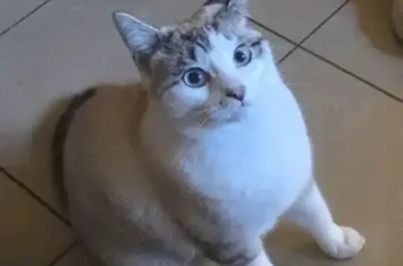 Animaux trouvés Montluel, photo: Chat perdu à Montluel : blanc et tigré