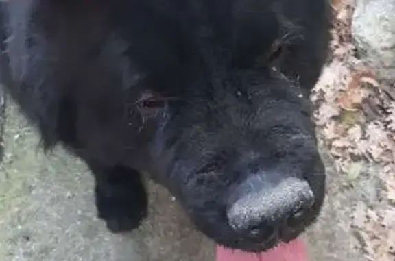 Animaux trouvés Vailhauquès, photo: Gros chien noir trouvé à Vailhauquès