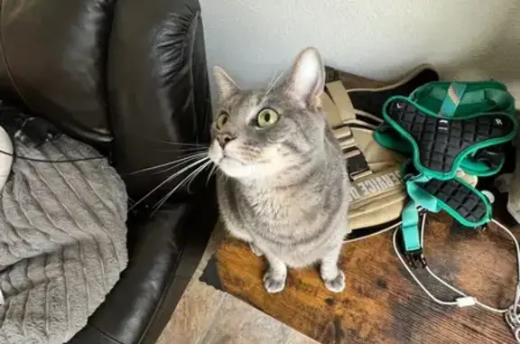 Friendly Tabby Missing on Salmon St, SD