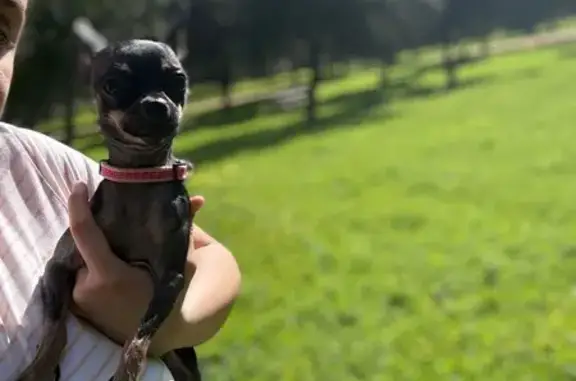 Chihuahua Negro Perdido en Palmas Altas