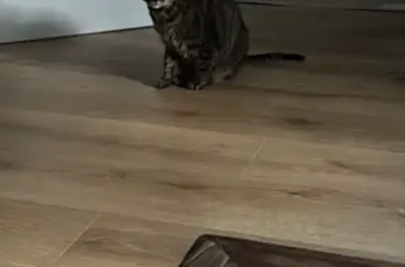 Se busca: Gatito gris perdido en El Escorial