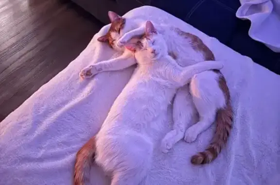 Missing Cat Duo: Sweet & Timid, Canton