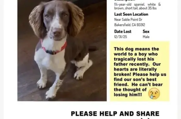 Lost Springer Spaniel: Brown & White, Bakersfield