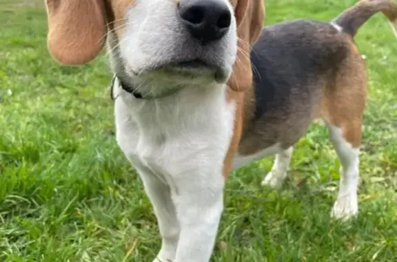 Animaux perdus Fougères, photo: Beagle marron perdu à Fougères