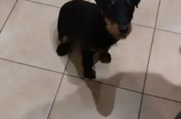 Chiot Jagd terrier perdu près de Souilly - photo