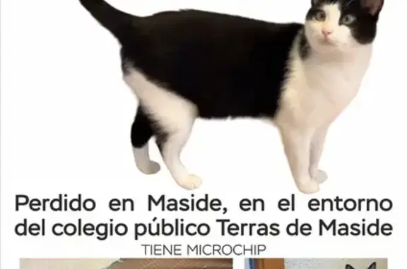 Gato perdido en Maside: blanco y negro, cola blanca