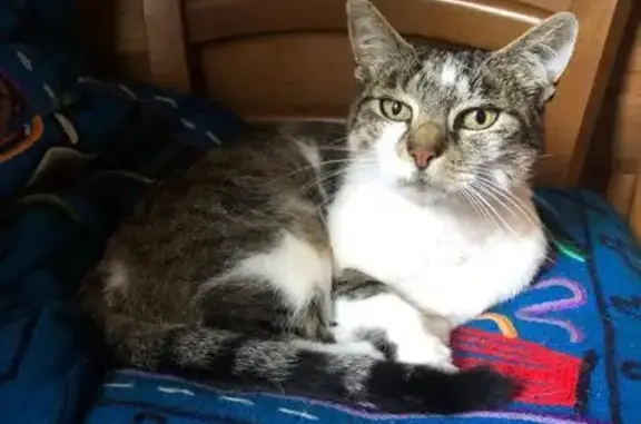 Animaux perdus , photo: Chatte tigrée disparue à Ambazac